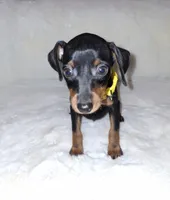 AKC Black M 💛, a male Miniature Pinscher for sale in Ocala, FL – 5 of 9
