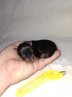 Black and rust 💛, a male Miniature Pinscher for sale in Ocala, FL – 2 of 6