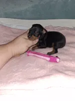 Black/ rust F🩷, a female Miniature Pinscher for sale in Ocala, FL – 4 of 7
