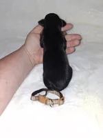 AKC Black M 🤎, a male Miniature Pinscher for sale in Ocala, FL – 3 of 9