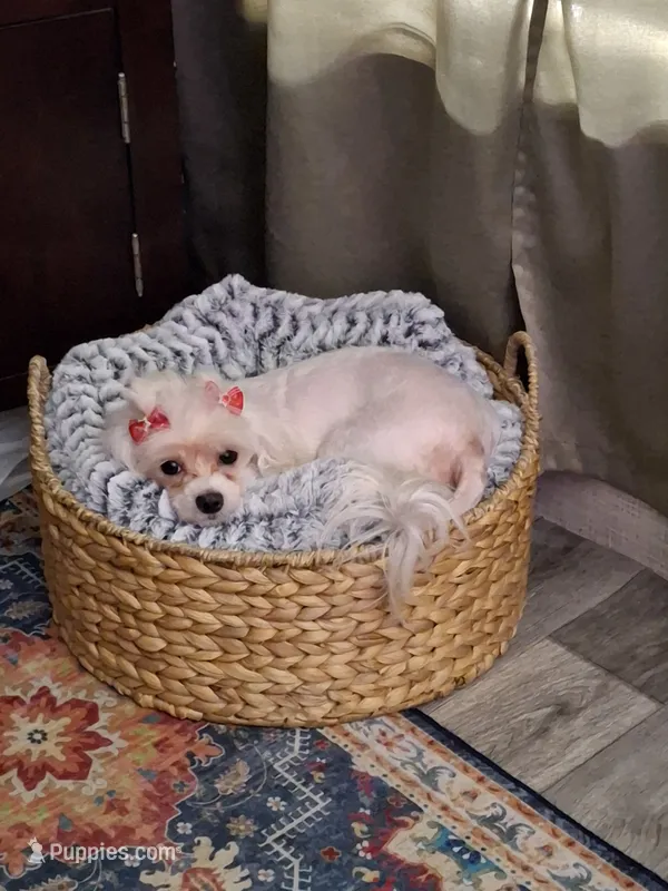 Coming soon!! – Pomeranian, Maltipom puppy for sale in Ocala, FL