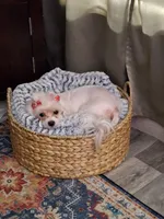 Coming soon!!, a  Pomeranian and Maltipom for sale in Ocala, FL – 1 of 7