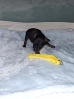 Black / rust M 💛, a male Miniature Pinscher for sale in Ocala, FL – 2 of 7