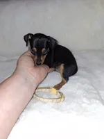 Harlequin Pinscher M🥇, a male Miniature Pinscher for sale in Ocala, FL – 5 of 7