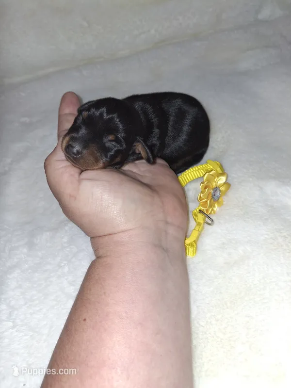 AKC Black M 💛 – Miniature Pinscher puppy for sale in Ocala, FL