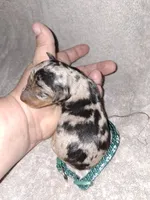 Black merle M 💚, a male Miniature Pinscher for sale in Ocala, FL – 2 of 5