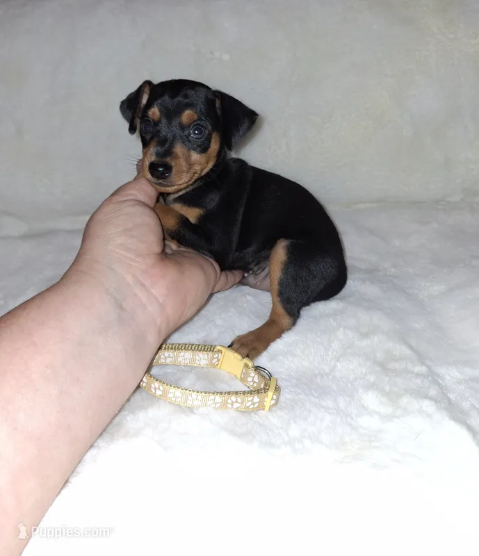 Black/ rust M🥇 – Miniature Pinscher puppy for sale in Ocala, FL