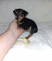 Harlequin Pinscher M🥇, a male Miniature Pinscher for sale in Ocala, FL – 1 of 7