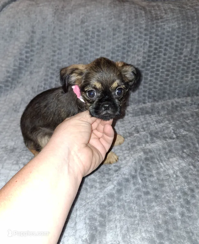 Belge (smooth) 💖 – Brussels Griffon puppy for sale in Ocala, FL