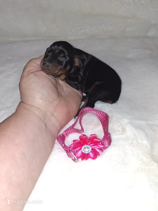AKC black F 🩷 – Miniature Pinscher puppy for sale in Ocala, FL