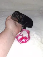 AKC black F 🩷, a female Miniature Pinscher for sale in Ocala, FL – 3 of 7