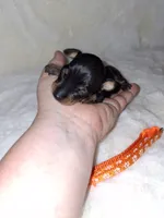Black/ rust M 🧡, a male Miniature Pinscher for sale in Ocala, FL – 3 of 9
