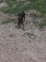 Coming soon!!, a  Miniature Pinscher for sale in Ocala, FL – 4 of 8