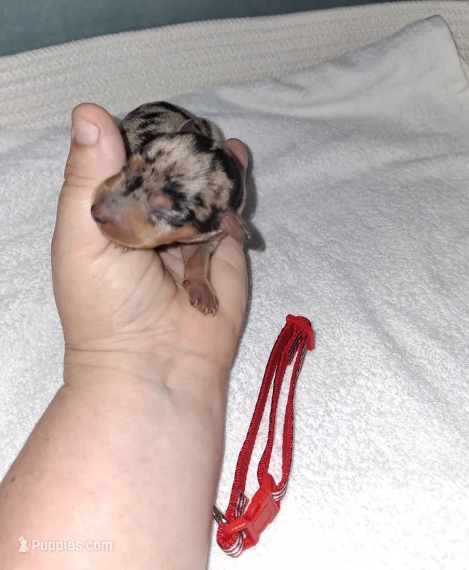 Black merle F ❤️  – Miniature Pinscher puppy on hold in Ocala, FL