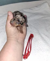 Black merle F ❤️ , a female Miniature Pinscher for sale in Ocala, FL – 1 of 7