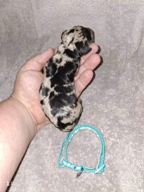 Black merle M 🩵 – Miniature Pinscher puppy for sale in Ocala, FL