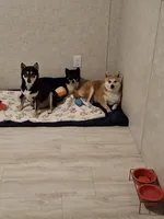 Foxy, a female Shiba Inu for sale in Ocala, FL – 3 of 5