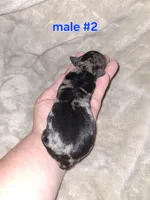 Black merle M, a male Miniature Pinscher for sale in Ocala, FL – 1 of 6