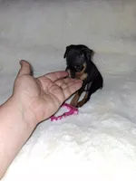 Blk/ rust F 💓, a female Miniature Pinscher for sale in Ocala, FL – 6 of 6