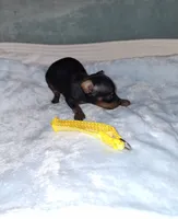 Black / rust M 💛, a male Miniature Pinscher for sale in Ocala, FL – 5 of 7