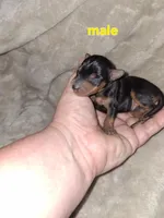 Harlequin Pinscher male, a male Miniature Pinscher for sale in Ocala, FL – 4 of 6