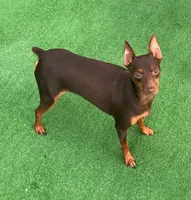 Black/ rust M 💛, a male Miniature Pinscher for sale in Ocala, FL – 8 of 9