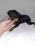 AKC Black M 💛, a male Miniature Pinscher for sale in Ocala, FL – 6 of 9
