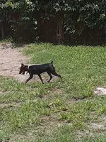 Coming soon!!, a  Miniature Pinscher for sale in Ocala, FL – 2 of 8