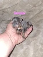 Blue/ tan F , a female Miniature Pinscher for sale in Ocala, FL – 3 of 6