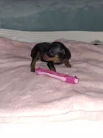 Black/ rust F🩷, a female Miniature Pinscher for sale in Ocala, FL – 5 of 7