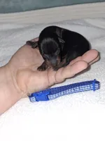 Black/ rust M 💙, a male Miniature Pinscher for sale in Ocala, FL – 5 of 7