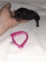 Black / rust F 💓, a female Miniature Pinscher for sale in Ocala, FL – 2 of 8