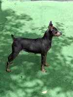 AKC black F ❤️, a female Miniature Pinscher for sale in Ocala, FL – 6 of 6