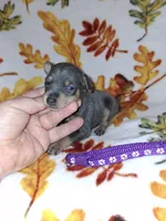 Blue/ tan F 💜, a female Miniature Pinscher for sale in Ocala, FL – 7 of 10