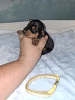 Black/ rust M🥇, a male Miniature Pinscher for sale in Ocala, FL – 3 of 8