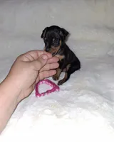 Blk/ rust F 💓, a female Miniature Pinscher for sale in Ocala, FL – 5 of 6