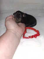 AKC black F ❤️, a female Miniature Pinscher for sale in Ocala, FL – 1 of 6
