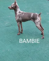 Black/ rust M 💙, a male Miniature Pinscher for sale in Ocala, FL – 7 of 7