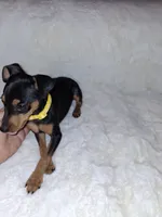Black/ rust M 💛, a male Miniature Pinscher for sale in Ocala, FL – 4 of 9