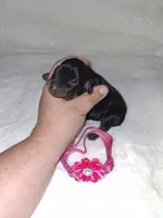AKC black F 🩷, a female Miniature Pinscher for sale in Ocala, FL – 4 of 7
