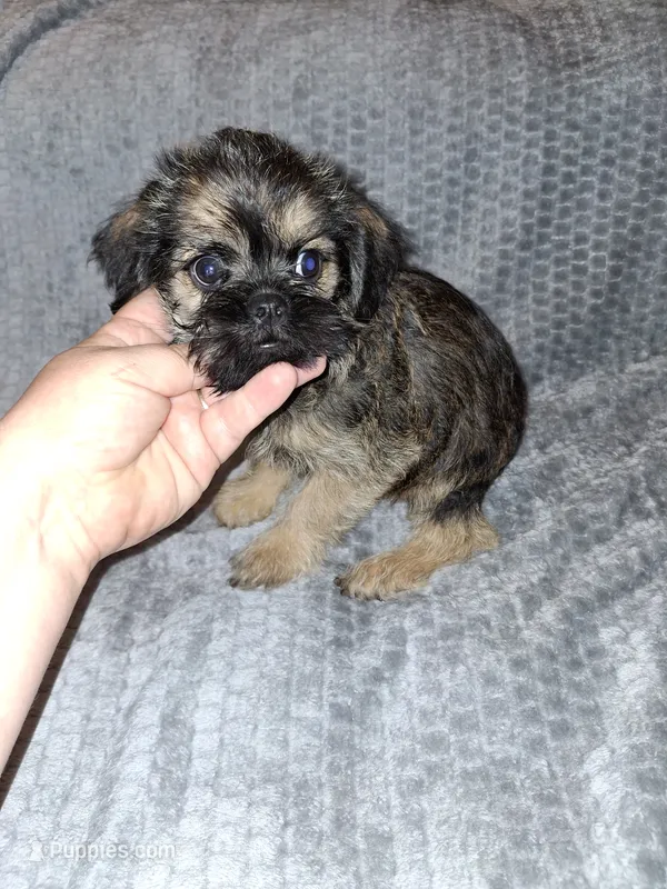 Belge (Rough) – Brussels Griffon puppy for sale in Ocala, FL