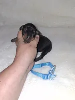AKC Black M 💙, a male Miniature Pinscher for sale in Ocala, FL – 2 of 7