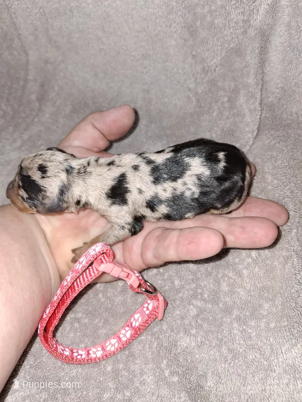Black merle F 🧡 – Miniature Pinscher puppy for sale in Ocala, FL