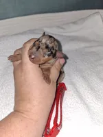 Black merle F ❤️ , a female Miniature Pinscher for sale in Ocala, FL – 4 of 7