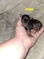 Harlequin Pinscher male, a male Miniature Pinscher for sale in Ocala, FL – 3 of 6
