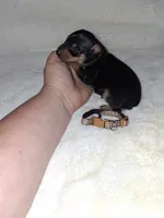AKC Black M 🤎, a male Miniature Pinscher for sale in Ocala, FL – 9 of 9