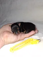 Black and rust 💛, a male Miniature Pinscher for sale in Ocala, FL – 4 of 6