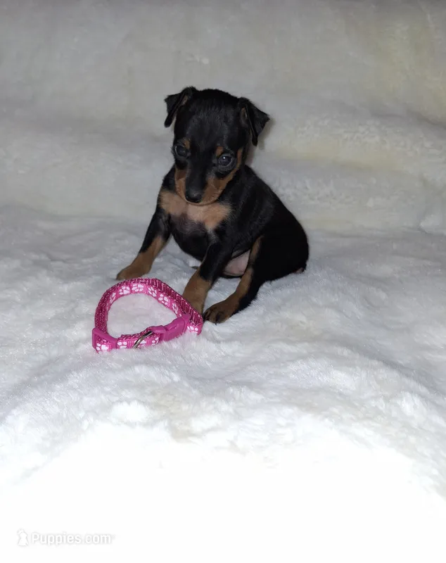 Blk/ rust F 💓 – Miniature Pinscher puppy for sale in Ocala, FL