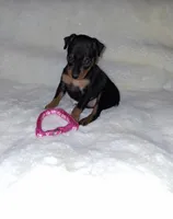 Blk/ rust F 💓, a female Miniature Pinscher for sale in Ocala, FL – 1 of 6
