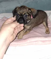 Belge (smooth) 💖, a female Brussels Griffon for sale in Ocala, FL – 4 of 6